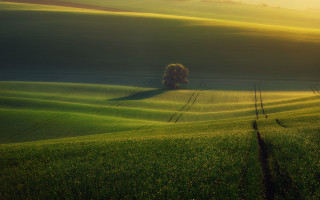 Lone tree green field sunset 4 - a lone tree free wallpaper