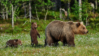 Mother bear cubs field flowers 2 - a few white flower free wallpaper