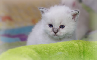 White kitten blue eyes sad - a small white kitten free wallpaper