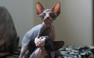 Cat holding kitten bed blackwhite - blanket free wallpaper