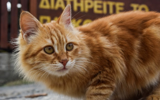 Cat looking camera eye blurry - the camera mans eye free wallpaper