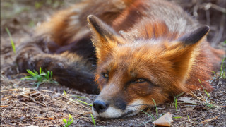 Red fox sad looking grass - a red fox free wallpaper