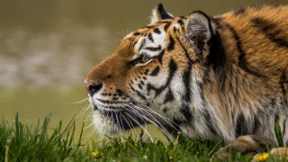 Tiger sitting grass eyes closed - its eye free wallpaper