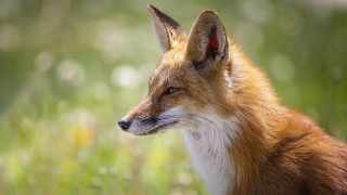 Fox closeup grass flowers blueeyes - a blurry background of grass free wallpaper