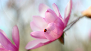 Ladybug pinkflower macroblur background leaves - a lady bug free wallpaper