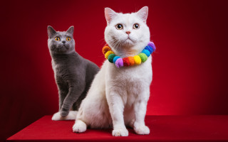 Cat rainbow collar black red - professional photo free wallpaper