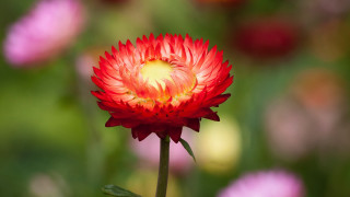 Red flower yellow center pink - vivid color free wallpaper