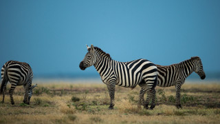 Zebras field blue sky grass - free animals wallpaper for desktop