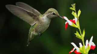 Hummingbird flower open wings ecological - its beak free wallpaper