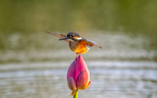 Bird flower water macro award - the waters edge free wallpaper