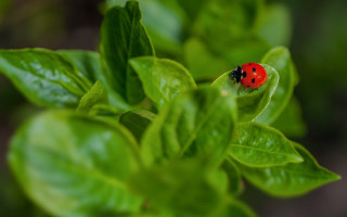 Ladybug green leaves macro bokeh - free nature wallpaper