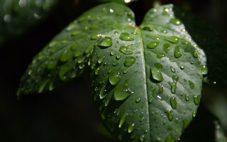 Green leaf water drops macro 57 - a green leaf free wallpaper for desktop
