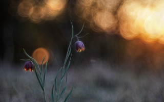 Flower butterfly macro light clouds - blurry background free wallpaper