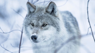 Wolf snowy woods bare tree - a wolf free wallpaper