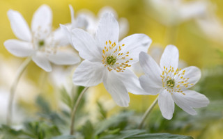 White flower butterfly bokeh green - white flower free wallpaper