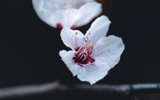 White flower red center macro 2 - a red center free wallpaper