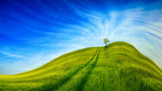 Tree hill green field blue 2 - a green field free wallpaper