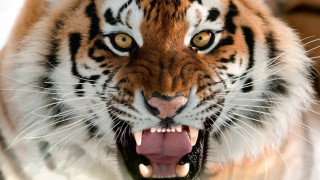 Tiger open mouth teeth missing - tooth free wallpaper