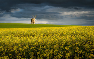 Windmill hill yellowflowers dusk sunset - a windmill free wallpaper