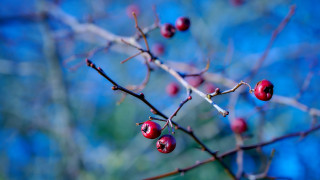 Branch berries blue background bokeh - berry free wallpaper