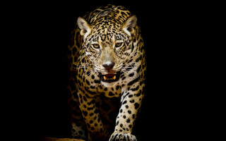 Leopard walking dark open mouth - a leopard free wallpaper