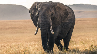 Elephant drygrass mountains cloudy wildlife - an elephant free wallpaper