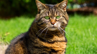 Cat green eyes sitting grass 3 - a serious look free wallpaper