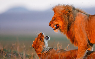 Lion dog field wildlife naturalism - art brenner free wallpaper