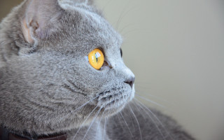 Gray cat yellow eyes photorealistic - a gray cat free wallpaper for desktop