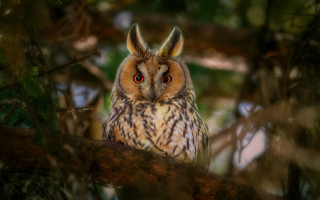 Owl closeup bird woodland photorealistic - a blurry background of leaves free wallpaper