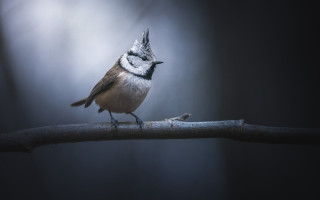 Small bird branch dark closed - colin gill free wallpaper