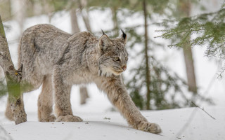 Lynx snow forest sharp claws - in a forest area free wallpaper