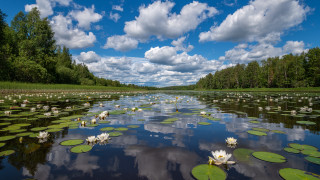 Lake lily pads trees clouds - a few white flower free wallpaper