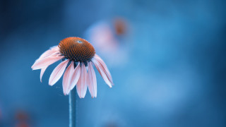 Pink flower blue background macro 4 - color scheme free wallpaper