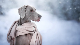 Dog scarf snowfall renaissance colorized - a scarf free wallpaper