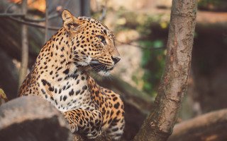 Leopard tree branch zoo background - the background and a building in the background free wallpaper
