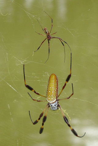 Spider web water reflection female - free nature wallpaper for mobile
