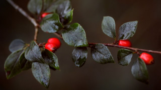 Branch berries leaves water dark - red berry free wallpaper