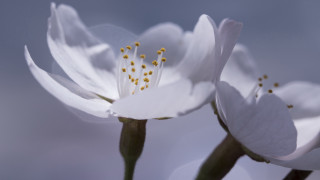 White flower blue sky yellow - a blue sky background in the background free wallpaper