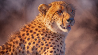 Cheetah red eye staring wild - a cheetah free wallpaper