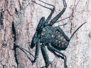 Large black spider tree trunk - an illustration of free wallpaper