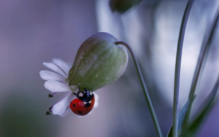 Ladybug flower macro blurry background 2 - a ladybug free wallpaper