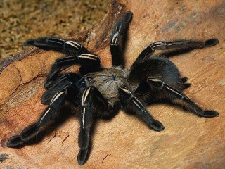 Black spider rock desert monster - female free wallpaper