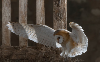 Barn owl wings perched wooden - a barn owl free wallpaper