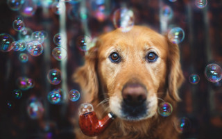 Dog bubbles pipe surreal impressionist - surrealism free wallpaper