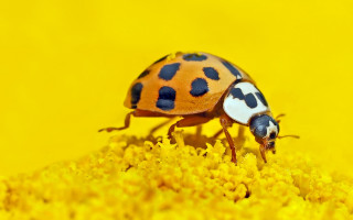Ladybug yellowflower blackspots yellowbackground macroautumn - black spot free wallpaper