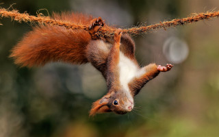 Squirrel upside down rope tail - down free wallpaper