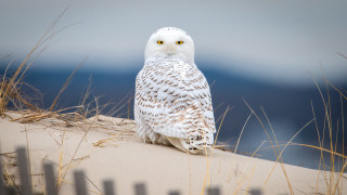 White owl dune fence ocean - sandy free wallpaper