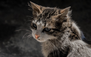 Cat black white face white - on free wallpaper for desktop