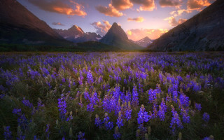 Purple flower field mountains sunset - purple flower free wallpaper for desktop